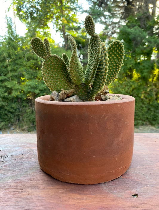 Cactus 15cm x 20cm, Greda Natural