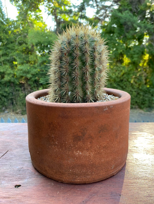 Cactus 15cm x 20cm, Greda Natural