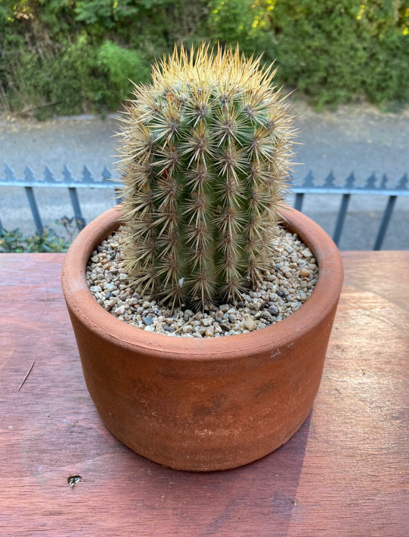 Cactus 15cm x 20cm, Greda Natural