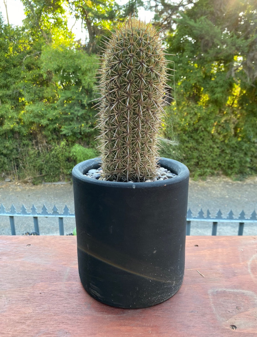 Cactus 20cm x 20cm, Negro Mate