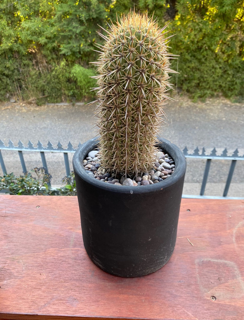 Cactus 20cm x 20cm, Negro Mate